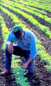 Soybeans: The Worldwide Super Food Image